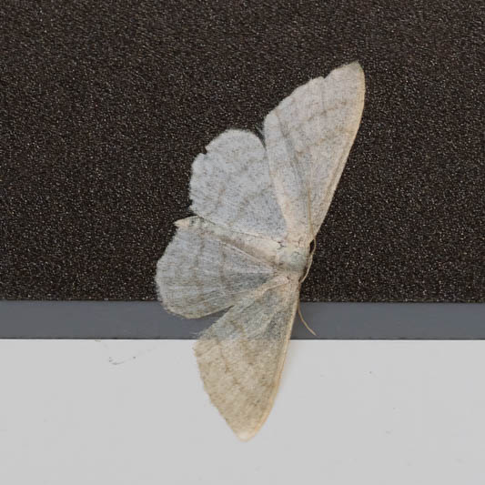 Idaea subsericeata (Satin Wave).jpg